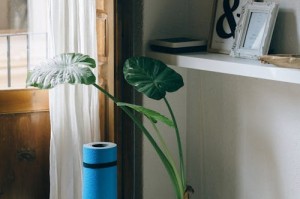 艺术开卷｜韩羽读齐白石：妙在似与不似之间