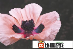 特朗普：将帮助加沙人民获得“一些食物”
